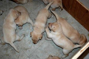 Labrador puppies 08112011