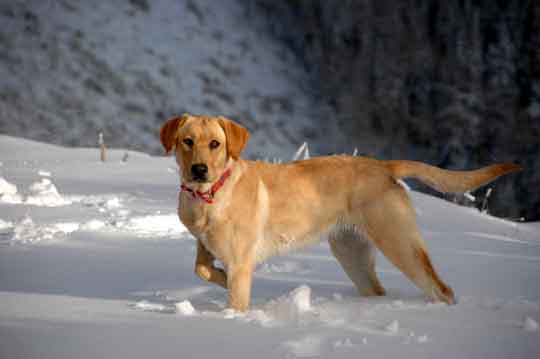 Allie in Snow