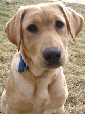 Allie Sit - Yellow Lab