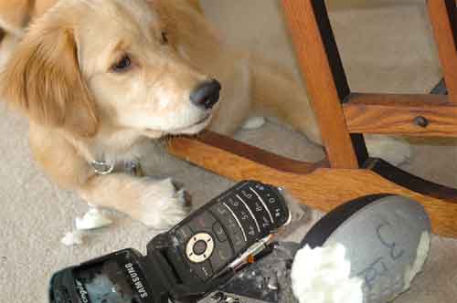 New Cell Phone & Golden Retriever
