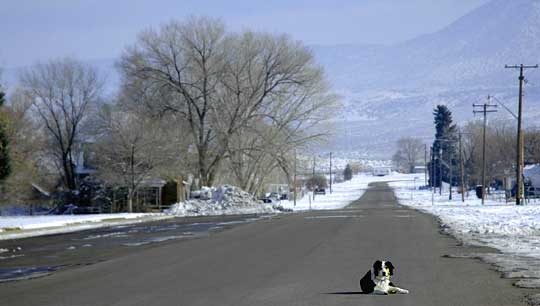 Annabella's Raven - Border Collie Oversees town