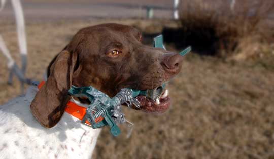 Force Fecthing a German Shorthaired Pointer Force Fecthing a German Shorthaired Pointer