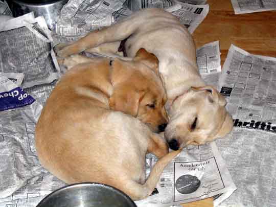Lab puppies
