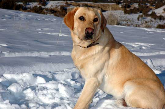 Yellow Lab