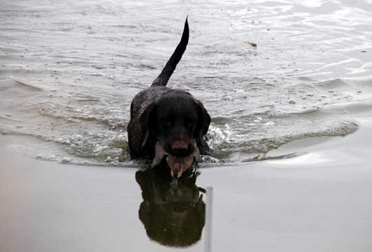 teaching dogs to swim