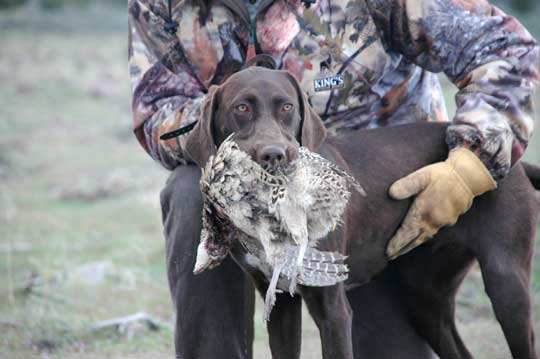 Josie German Shorthair Pointer whoa training