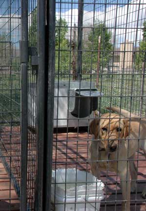 Allie in Lock Down - Dog's heat cycle