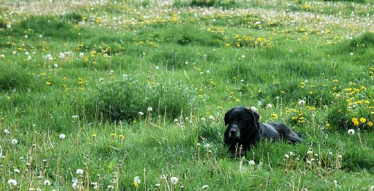 Old Labrador enjoying the spring sun