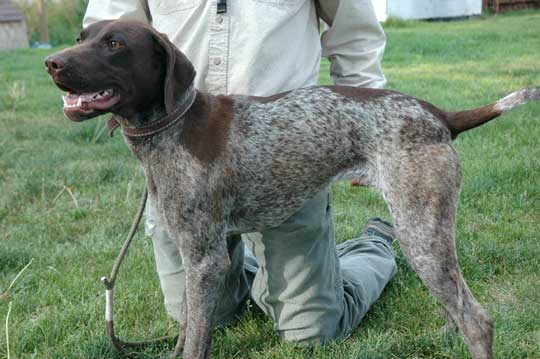 German Shorthair Pointer - Basic Obedience German Shorthair Pointer - Basic Obedience