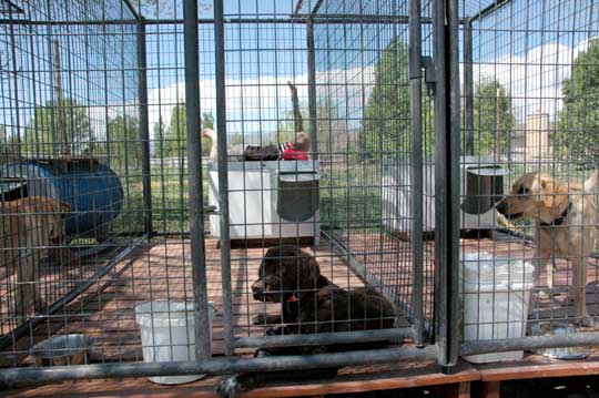 German shorthair pointer socialization German shorthair pointer socialization