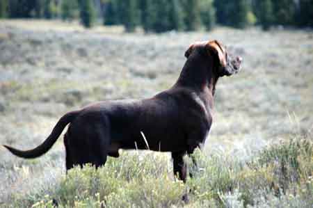 Chocolate Labrador