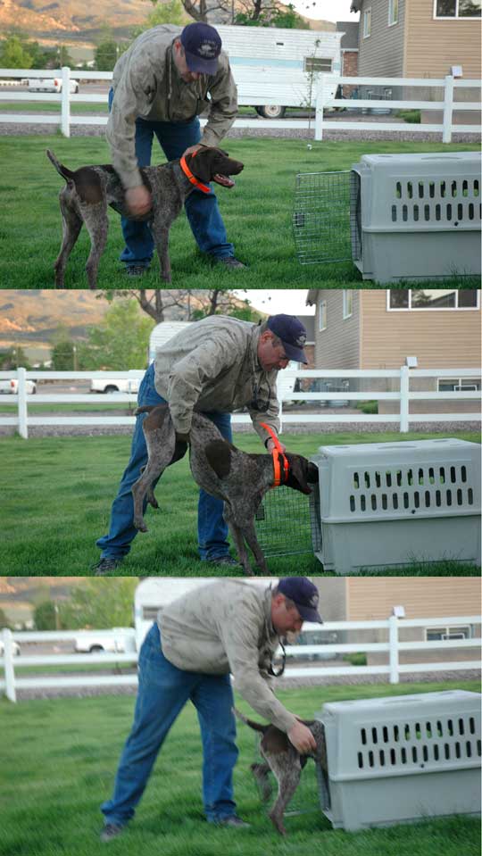 Teaching a dog to kennel