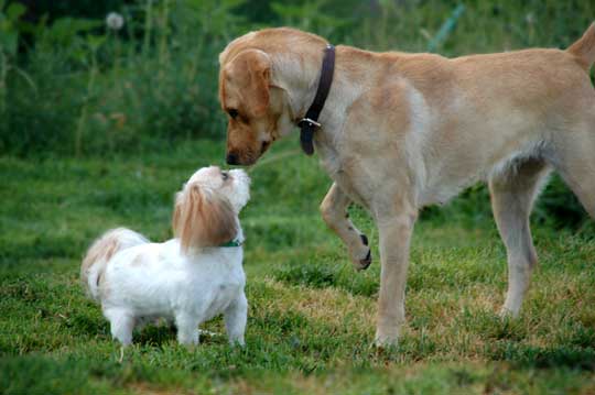 Playing with the big dogs