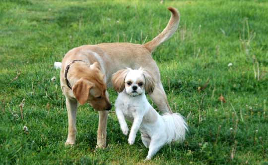 Shih Tzu and Lab