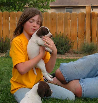 German Shorthair Pup German Shorthair Pup