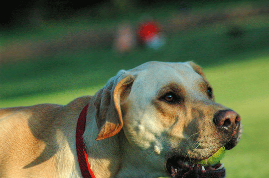 Scout Yellow Labrador Retriever