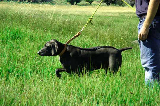 Weimaraner on point - 
