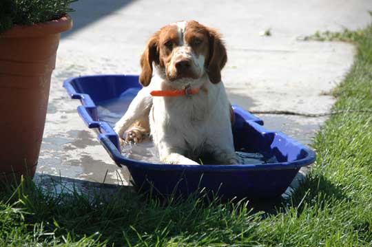 American Brittany - Annabella's Dreamboat