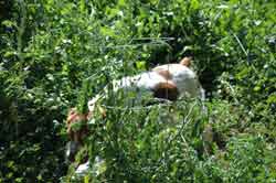 American Brittany, Annie on the hunt for a ripe tomato