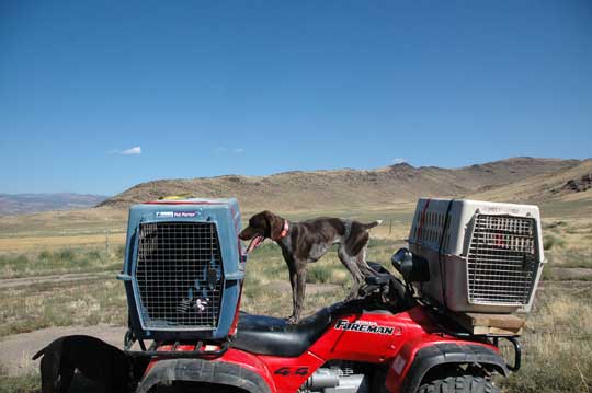 German Shorthair Pointer Drives 4-wheeler