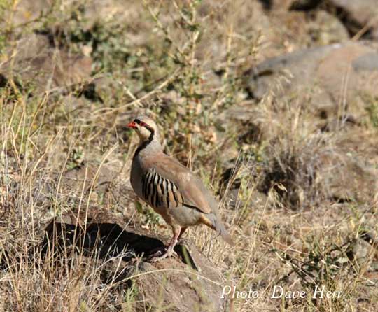 Chukar Hunting Dogs - Photo: Dave Herr Chukar Hunting Dogs - Photo: Dave Herr