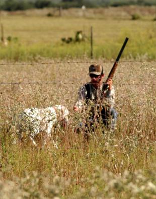 Dove Hunting Dove Hunting