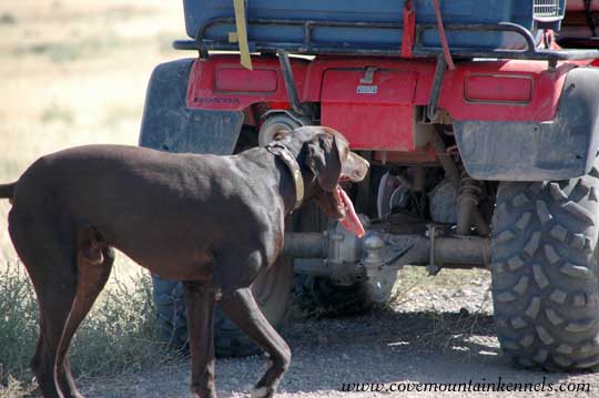 German Shorthair Pointer after run, ready to load up