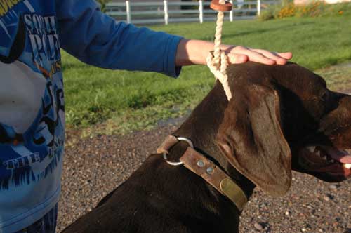 Proper leash position for walking dog at heel