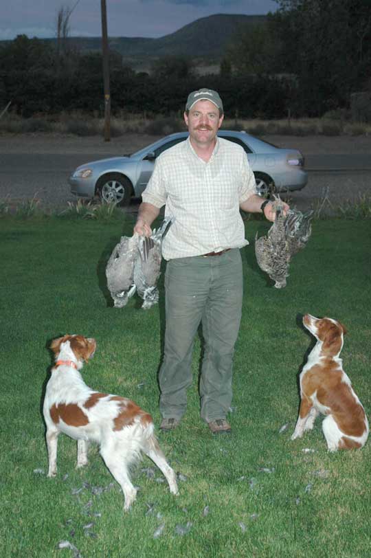 Blue Grouse and Brittanys Blue Grouse and Brittanys