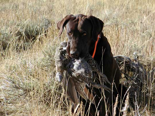 Casador with sage-grouse Diamond mtn