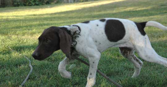 Pointer puppy on point - dew claws removed