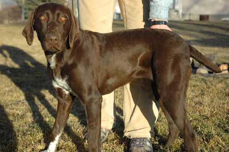 Josie - Liver German Shorthaired Pointer