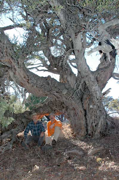 Huge Curl-Leaf Mahogany Tree