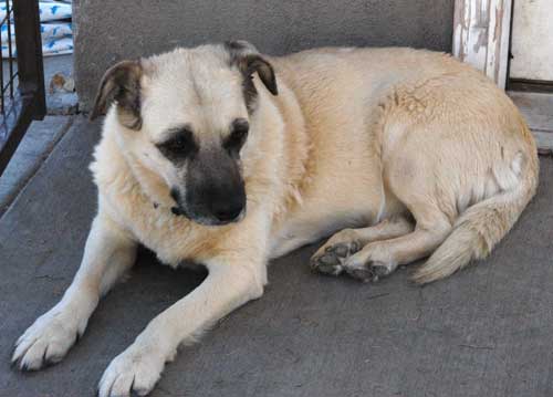 Molly, the fat, but lovable shelter dog