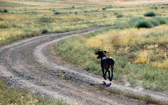 Running German Shorthaired Pointer Running German Shorthaired Pointer