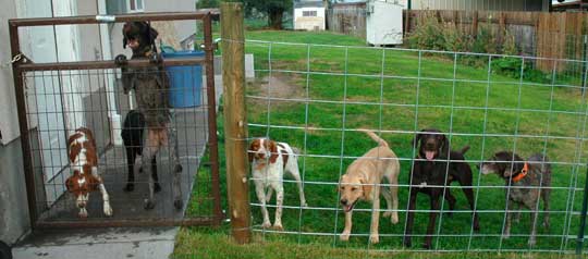 The gang: brittanys, short-hair pointers, and labrador retrievers The gang: brittanys, short-hair pointers, and labrador retrievers