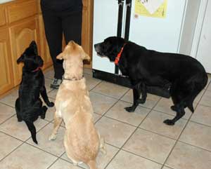 Pack of labs, young, medium and old.