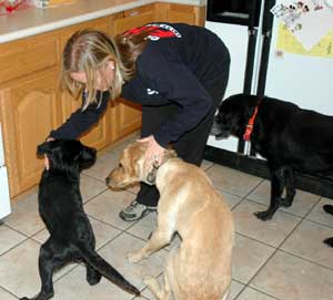 Labs can't help but make you happy. Labs can't help but make you happy.