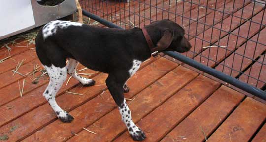 Puppy Socialization is critical