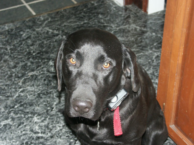 Guilty Lab