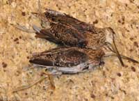 Snipe Hunting - Brace of Snipe