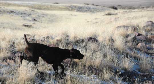 Abby (German Shorthair) on point (Utah chukars) Abby (German Shorthair) on point (Utah chukars)