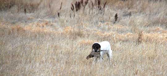 Old Wirehair Pointer retrieving pheasant Old Wirehair Pointer retrieving pheasant