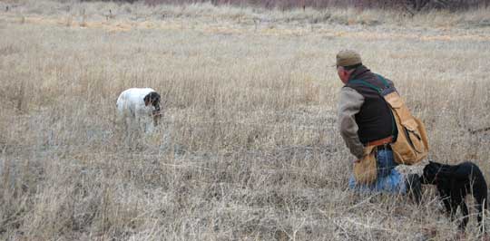Old Wirehair Pointer making her way back with a pheasant
