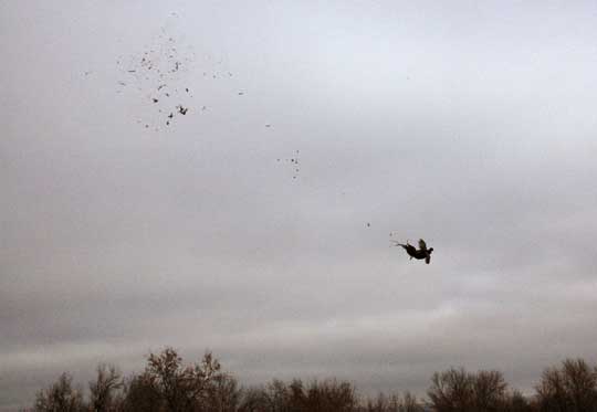 Pheasant Hunting