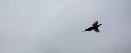 Pheasant Hunting Flying Phesant