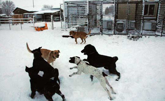 Our pack of snow dogs - Winter time training