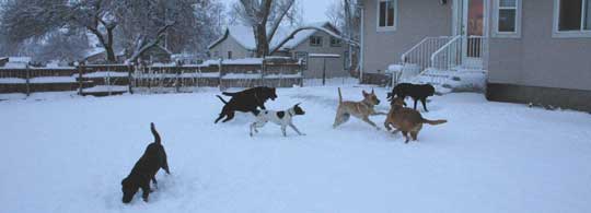 Dog Pack Romps in the snow