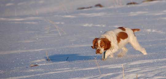 Brittany cautious about playing in snow