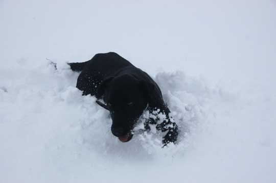 Blade playing in new snow